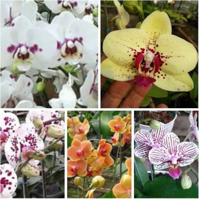 Anggrek Bulan Taiwan Dewasa