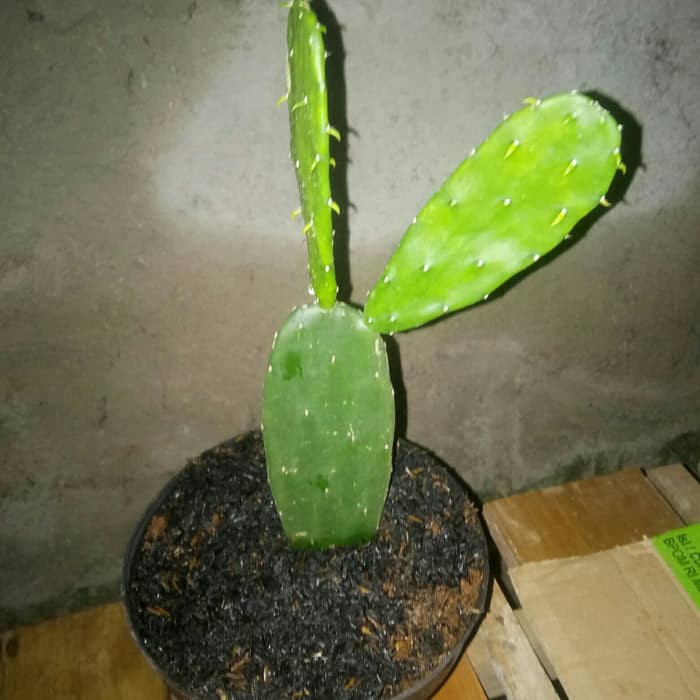 Tanaman hias Kaktus centong / cactus opuntia