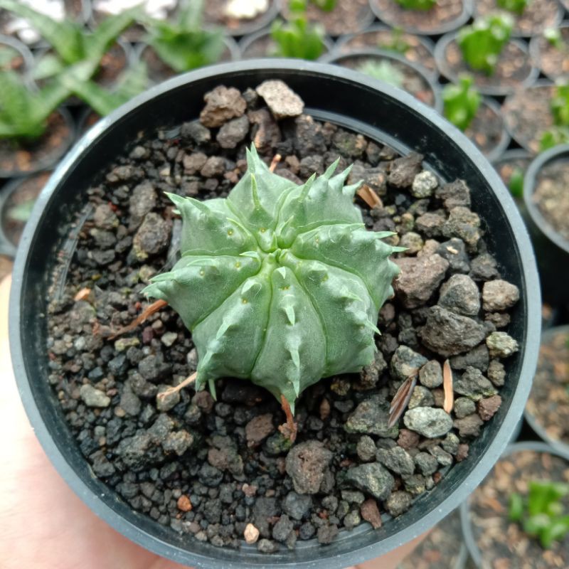 euphorbhia valida
