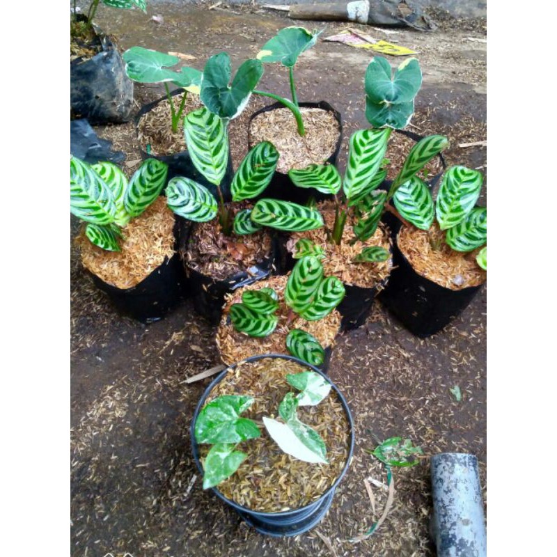 paketan bunga hias bibit keladi ekor tikus2,ekor tikus dewasa 1,maranta sepat 5,shigonium varigata 1