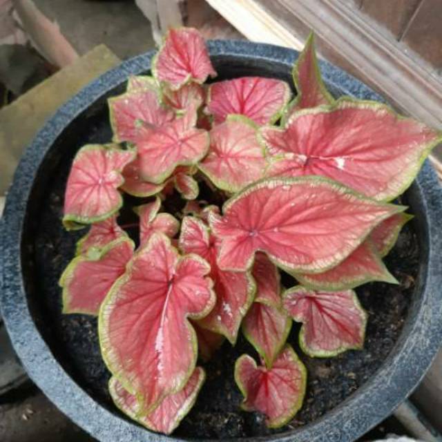 Red Jaguar Caladium Keladi Bibit Shopee Indonesia