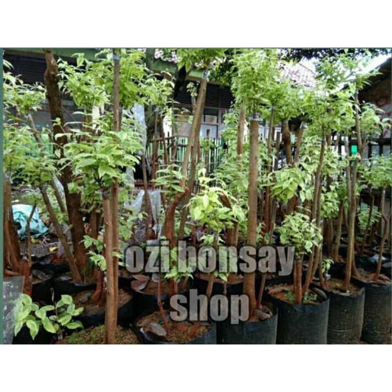 BONSAI TAMAN ANTING PUTRI VS JALITRI