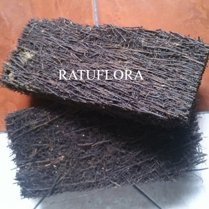 media tanam akar pakis lempengan - lempengan akar pakis