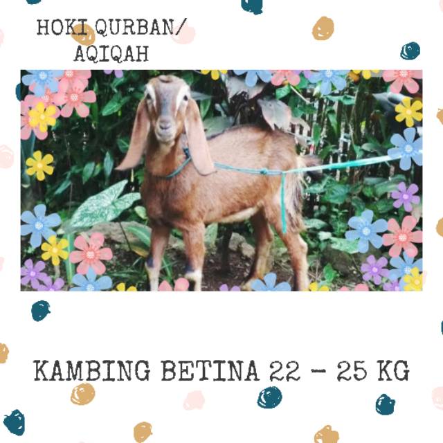 Kambing Betina 22 - 25 Kg. Hewan Qurban / Domba / Kambing Aqiqah. GRATIS Ongkir Jakarta & sekitarnya