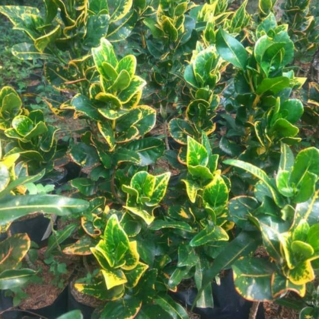 NEW Tanaman hias puring koin - puring jengkol - puring koin