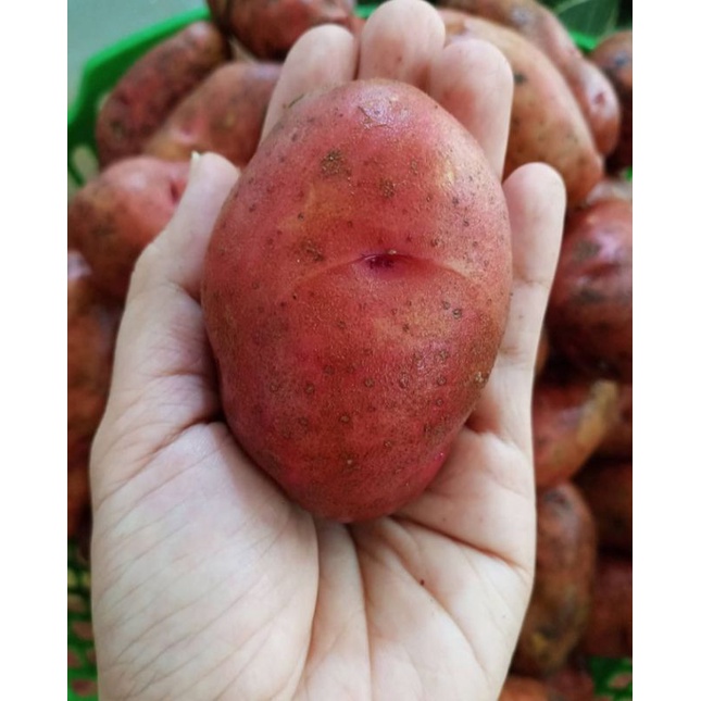 

Kentang Merah Berat 1 kg (Pengiriman Medan)