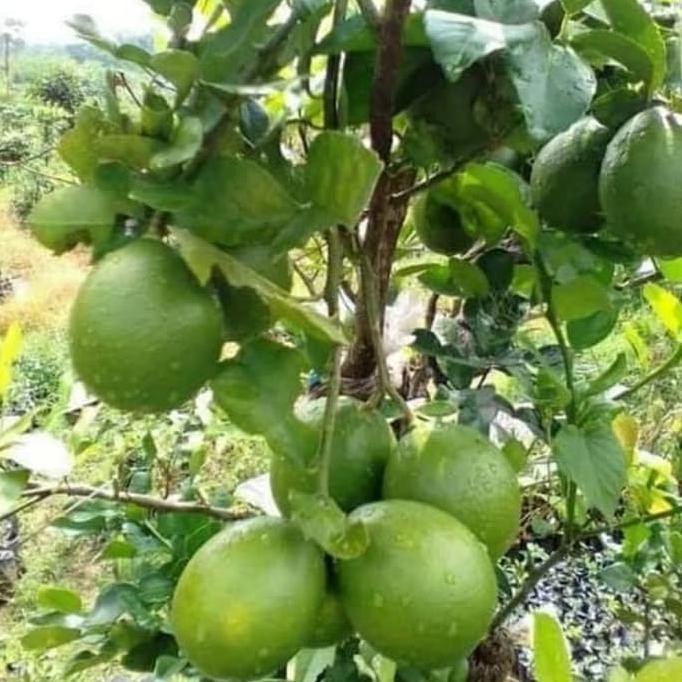 Pohon Jeruk Nipis-jeruk Nipis Jumbo Sudah Berbuah
