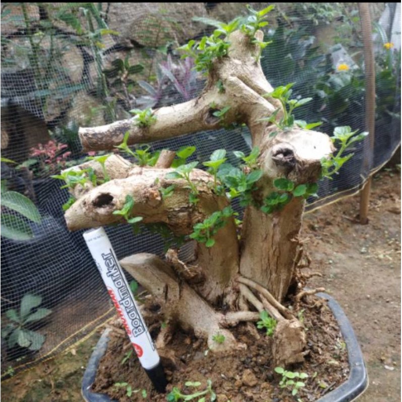 bahan bonsai LANTANA ORANGE murah berkarakter / lantana /bonsai