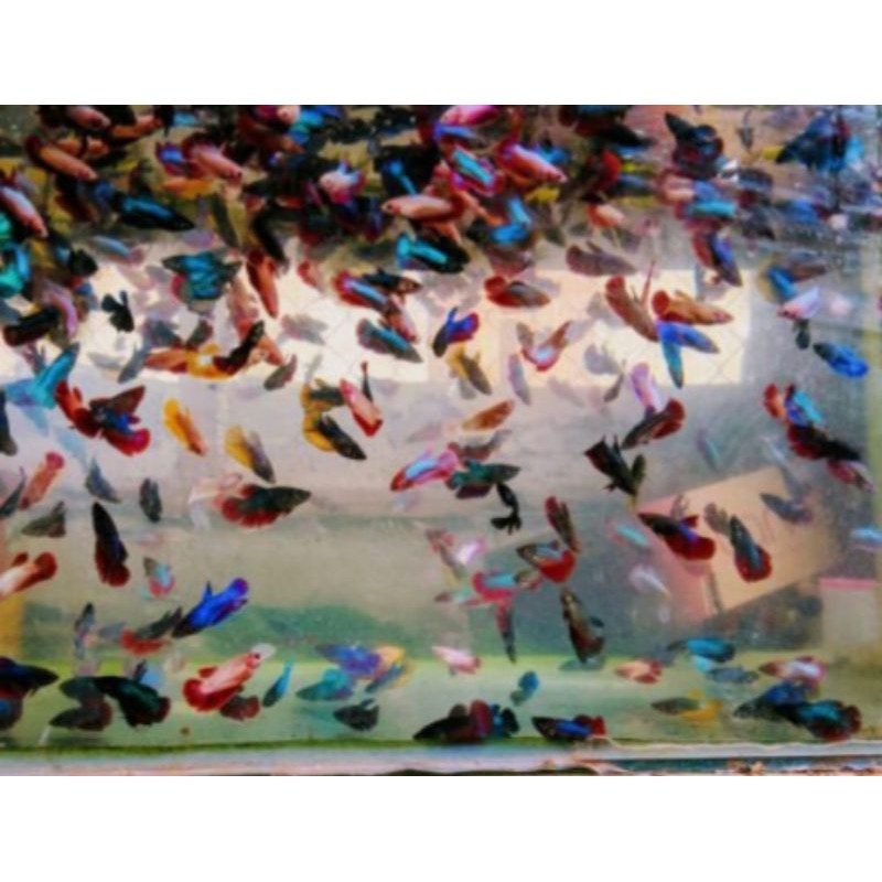 cupang halfmon betina slayer partaian/5ekor