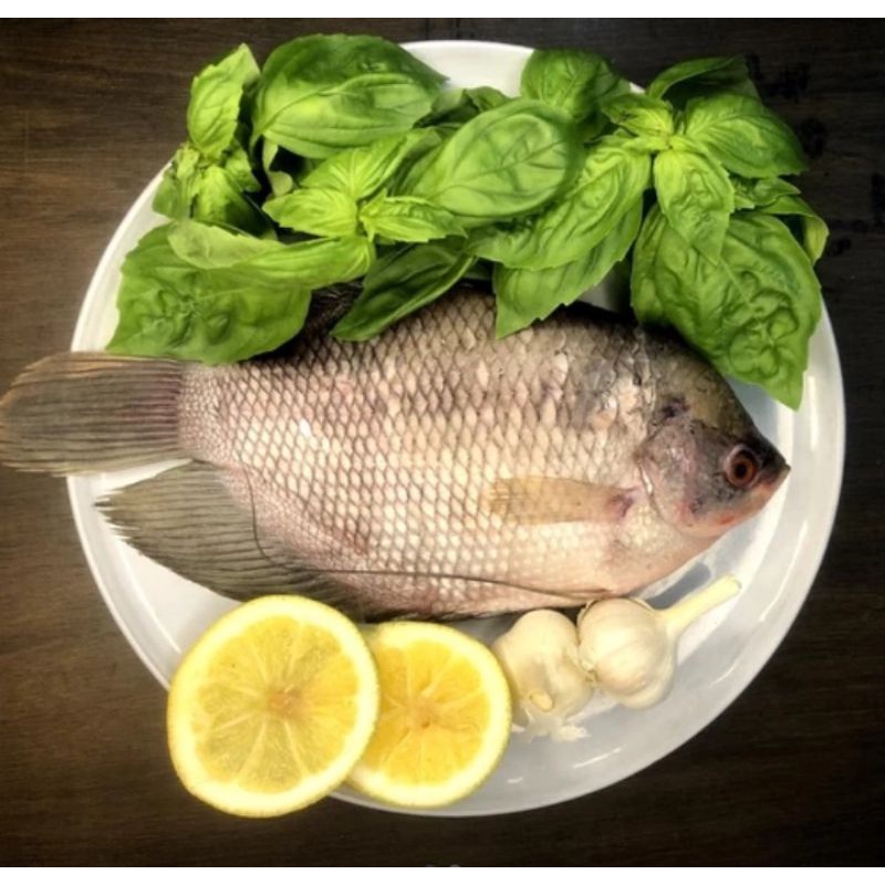 

Ikan Gurame Fresh