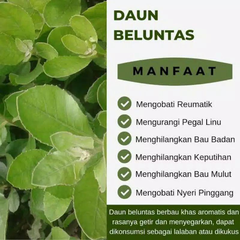 

Daun Herbal Beluntas 500gr Segar Langsung Petik