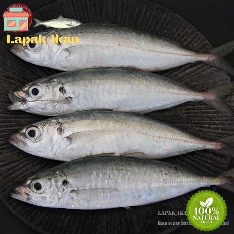 

GROSIR Ikan Layang Segar Fresh Bergaransi 5Kilogram / 10Kilogram