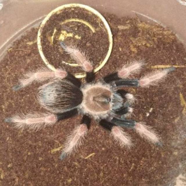 kartu tarantula Brachypelma Boehmei atau Fire Leg Tarantula iklan L591
