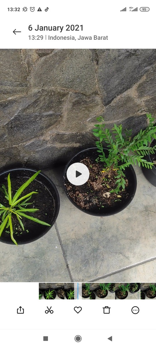 Tanaman Gantung Ivy Varigata Ivi Variegata