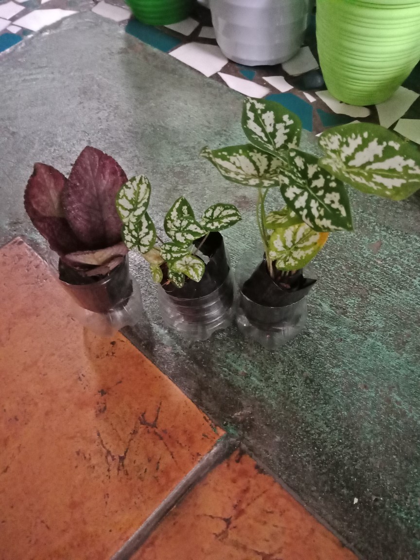 Tanaman Hias Gantung Episcia Beludru Merah