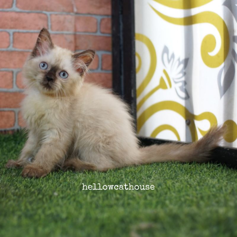 kucing persia himalaya sealpoint betina