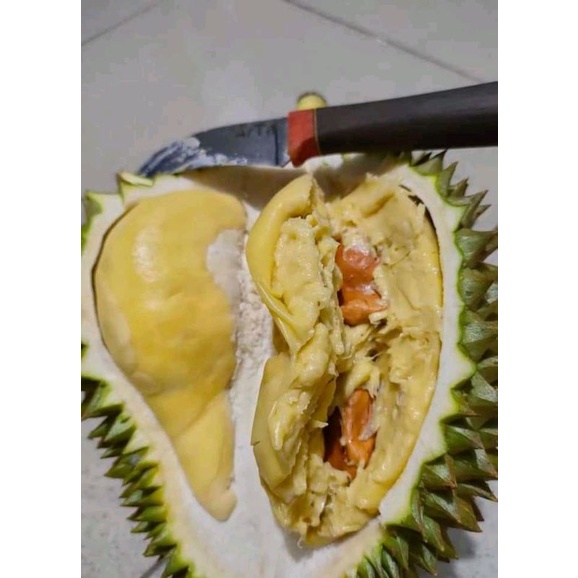 bibit durian namlung/bibit durian cumasi sumasi