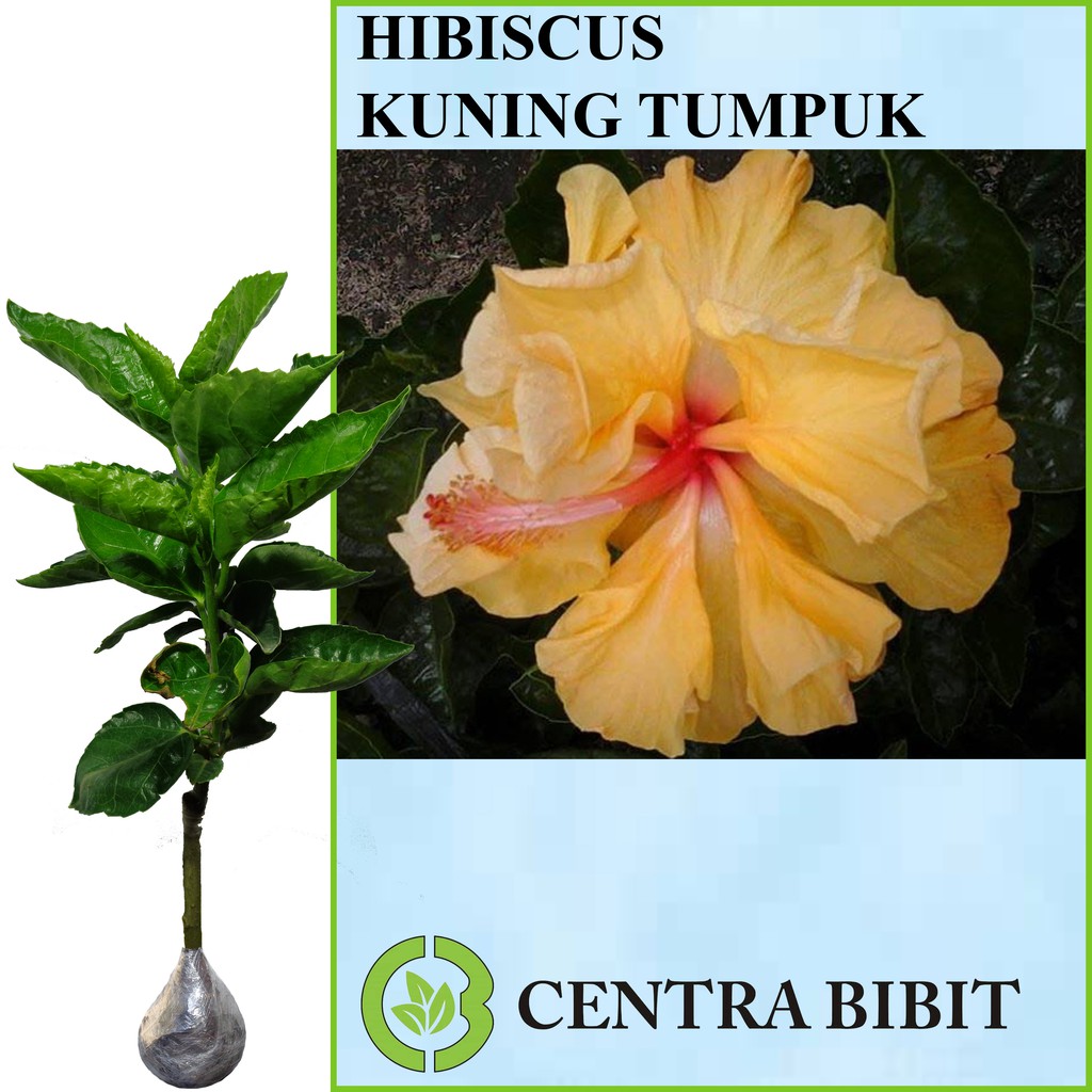 Tanaman Bunga Hibiscus Kuning Tumpuk
