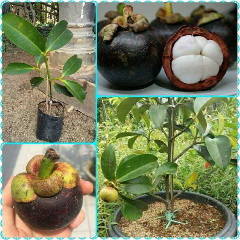 Bibit Pohon Buah Manggis Bisa Berbuah Dalam Pot