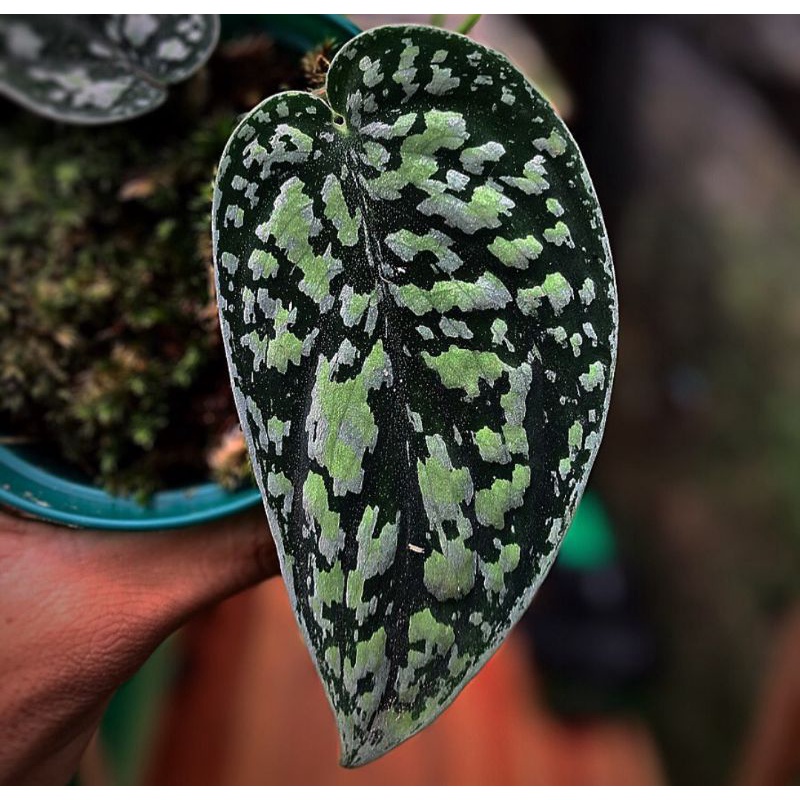 scindapsus tricolor Kapuas hulu sp +(bonus)