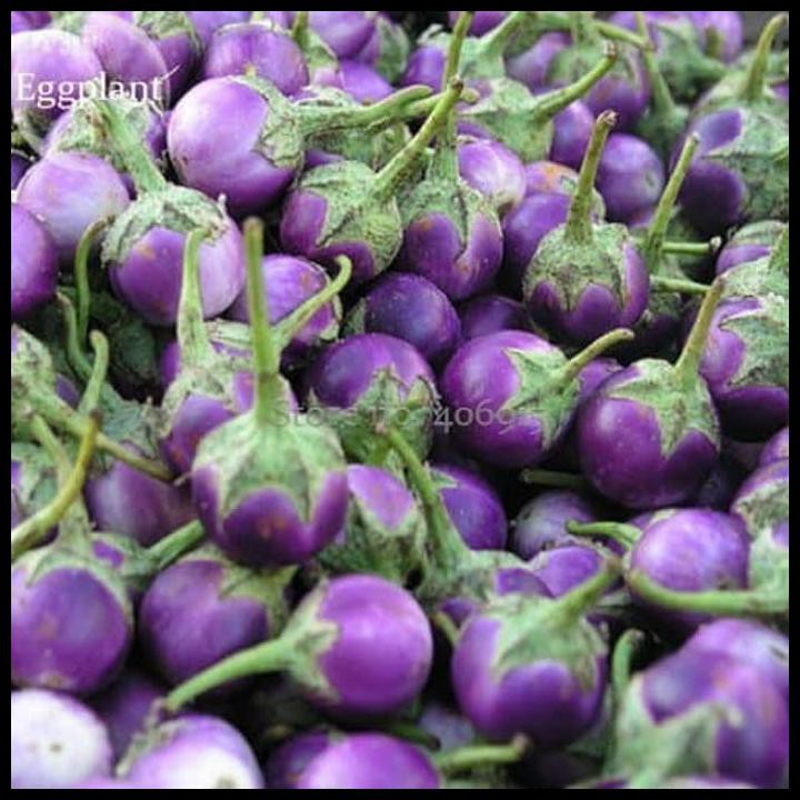 BENIH BIBIT BIJI - TERONG UNGU BULAT LALAPAN BIANCA HIBRIDA F1