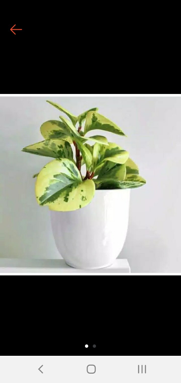 Tanaman Hias Peperomia Varigata