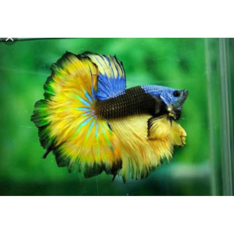 Ikan cupang halfmoon slayer jumbo pejantan siap breed Shopee Indonesia