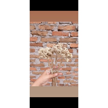 BUNGA EDELWEISS KERING / BUNGA EDELWEIS DENGAN BATANG/EDELWEISS KERING MERAPI/BROMO