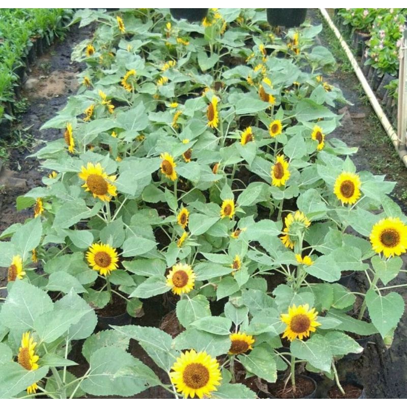 BUNGA MATAHARI COD PROMO TANAMAN SUNFLOWER BUNGA MATAHARI IMPORT  SHOPPE ONGKIR