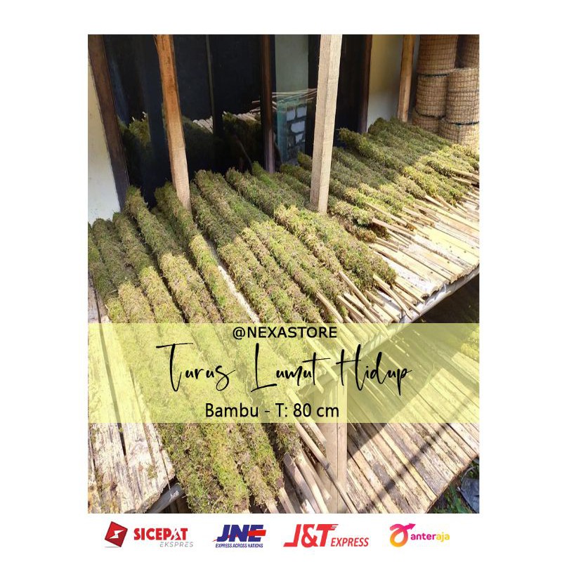 Jual Turus Lumut Hidup Penyangga Tanaman Rambat Bambu 80 Cm Shopee Indonesia 7183