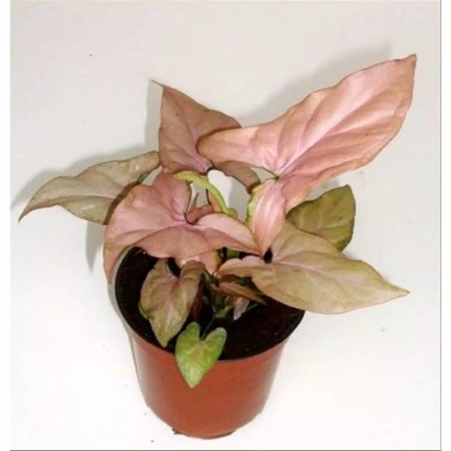 Tanaman hias syngonium pink -tanaman hias hidup-tanaman hidup(bunga hidup-bunga hidup murah-tanaman hias bunga hidup asli-kembang)