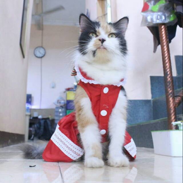 Dress natal lucu untuk kucing dan anjing / baju kucing dan anjing murah size S M L XL