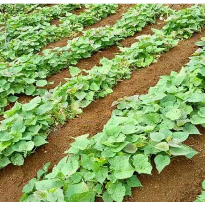 

[Fresh] DAUN UBI JALAR SEGAR LANGSUNG PETIK