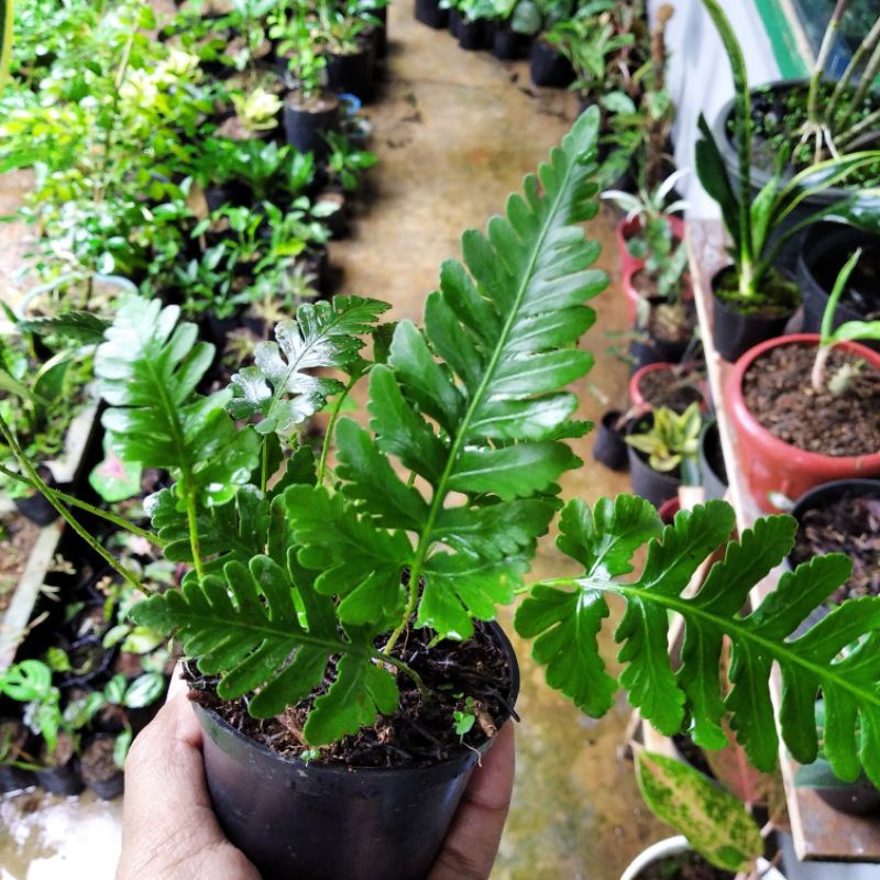 tanaman hias terarium pakis mini