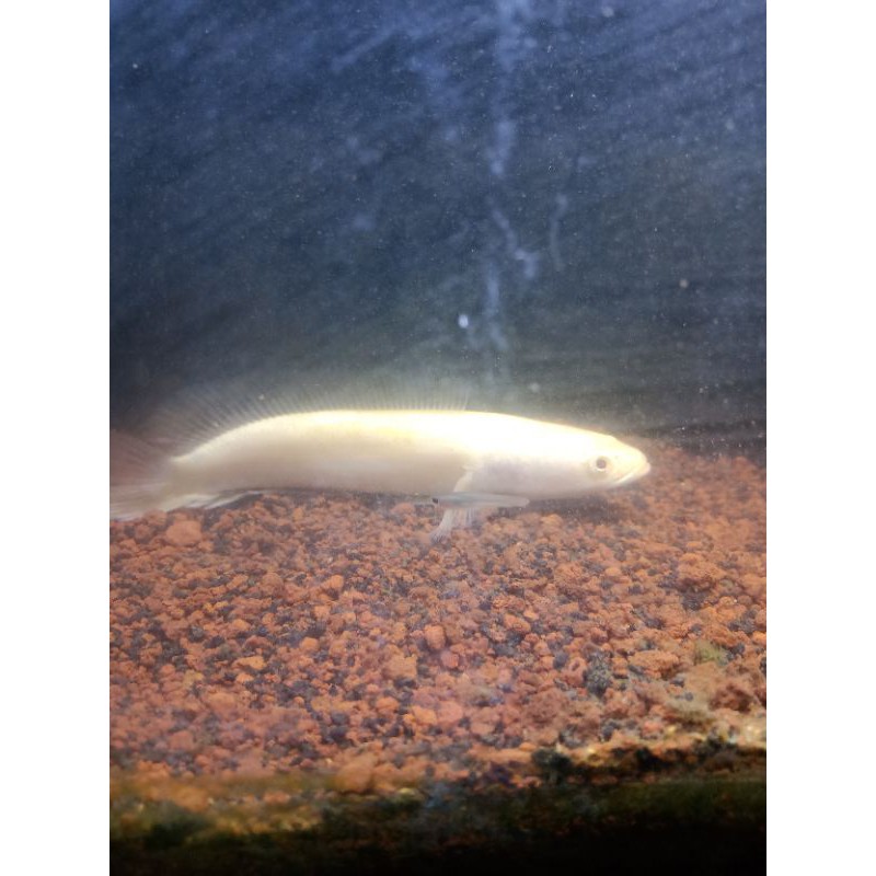 channa striata albino mata merah size 14cm