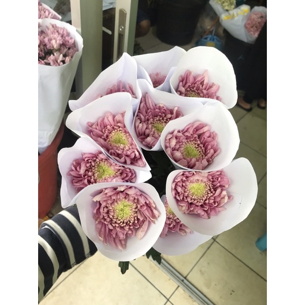 Krisan Pink (BUNGA POTONG SEGAR)