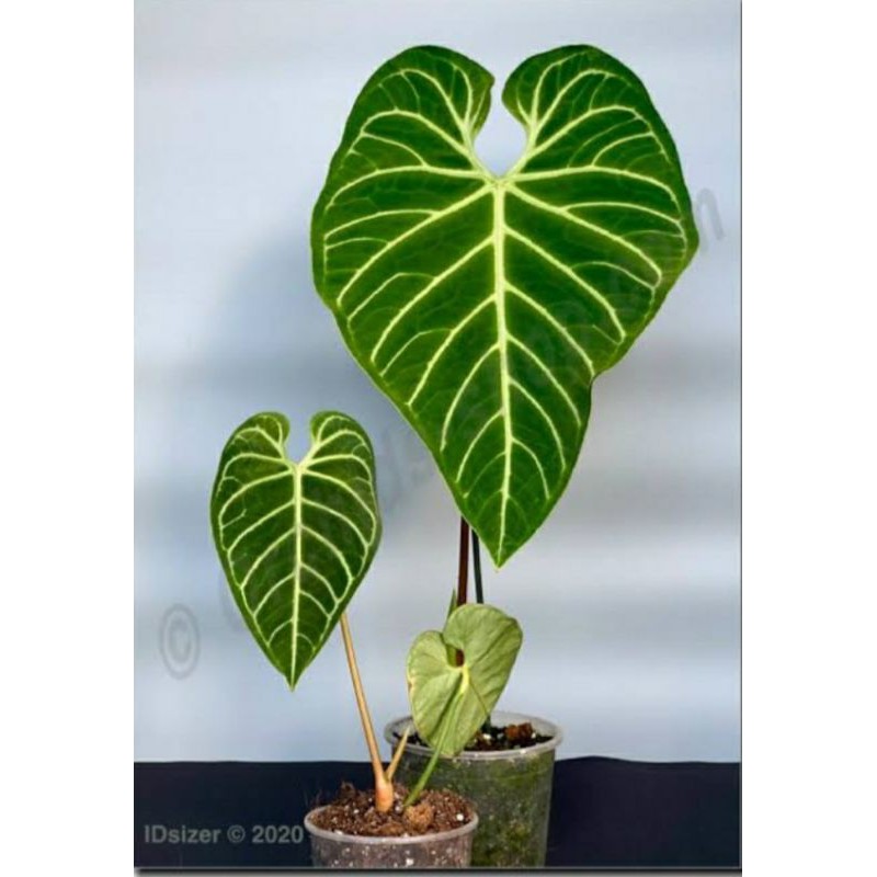 bonggol anthurium regale