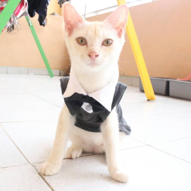 Kaos tuxedo warna abu-abu gorilla untuk kucing / baju kucing dan aksesoris murah size S M L XL