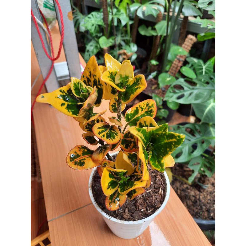 TANAMAN HIAS PURING APEL MAWAR