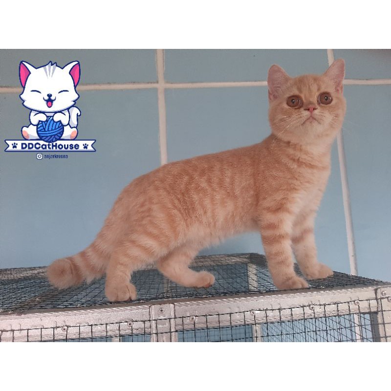 Exotic Flatnose Female 4 Months