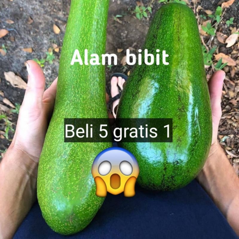 BIBIT ALPUKAT ALIGATOR STEK CEPAT BERBUAH HASIL INDUK BERBUAH