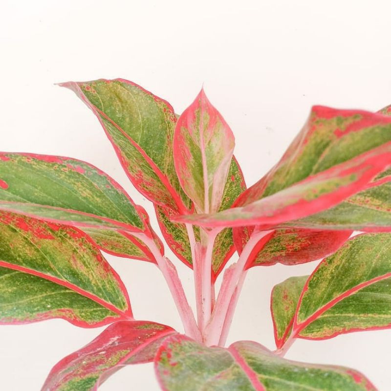 tanaman hias aglonema lipstick merah