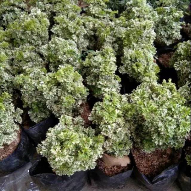 tanaman kedongdong laut