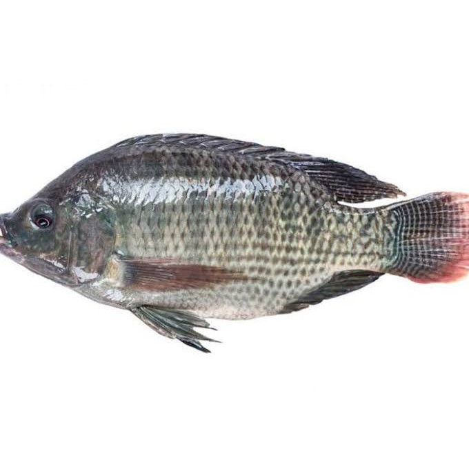 

Ikan nila fresh