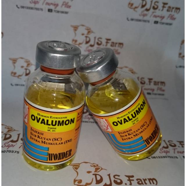 Ovalumon obat mempercepat kehamilan reproduksi ternak sapi kambing kucing kelinci domba kuda