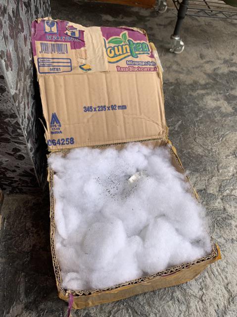 Sukulen Murah Dan Hemat Dengan Berbagai Macam Variant Sudah Termasuk Pot 10cm