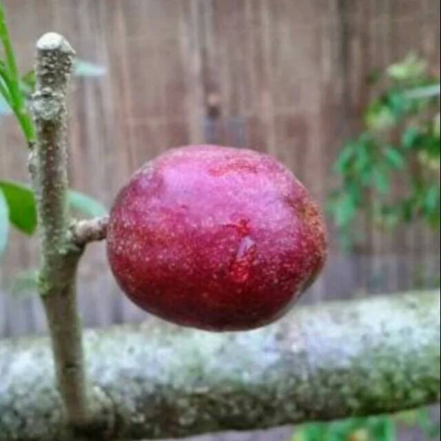 

Kedondong Merah