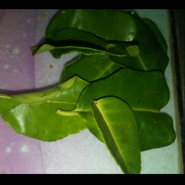 

Daun jeruk / bungkus
