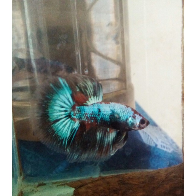 Ikan Cupang Halfmoon Koi