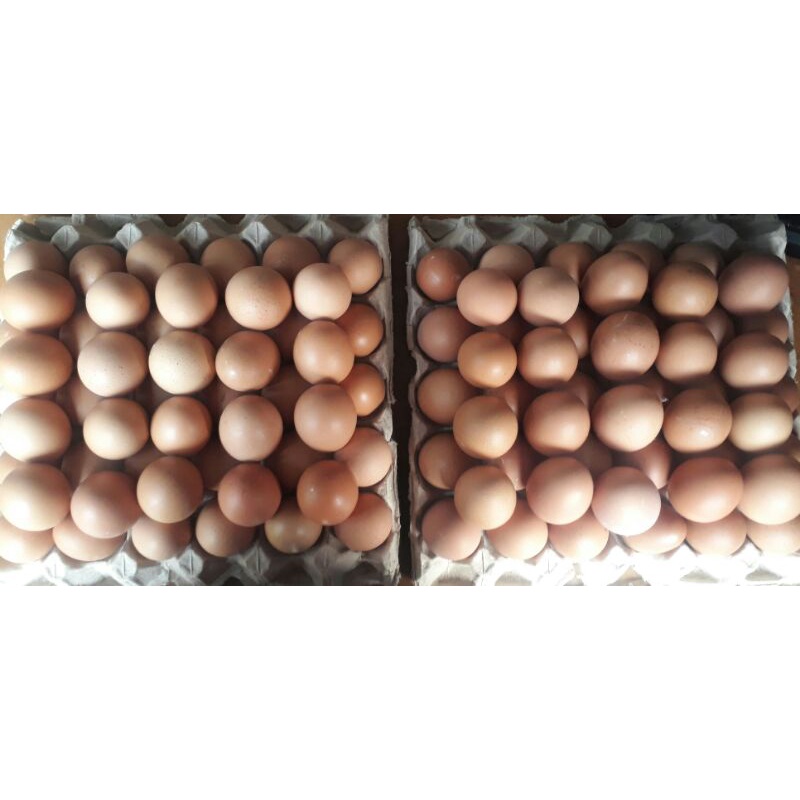 

Telur Ayam Negeri